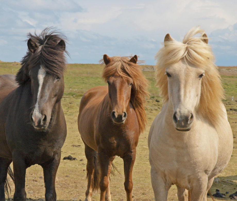 Deine Therapiepferde